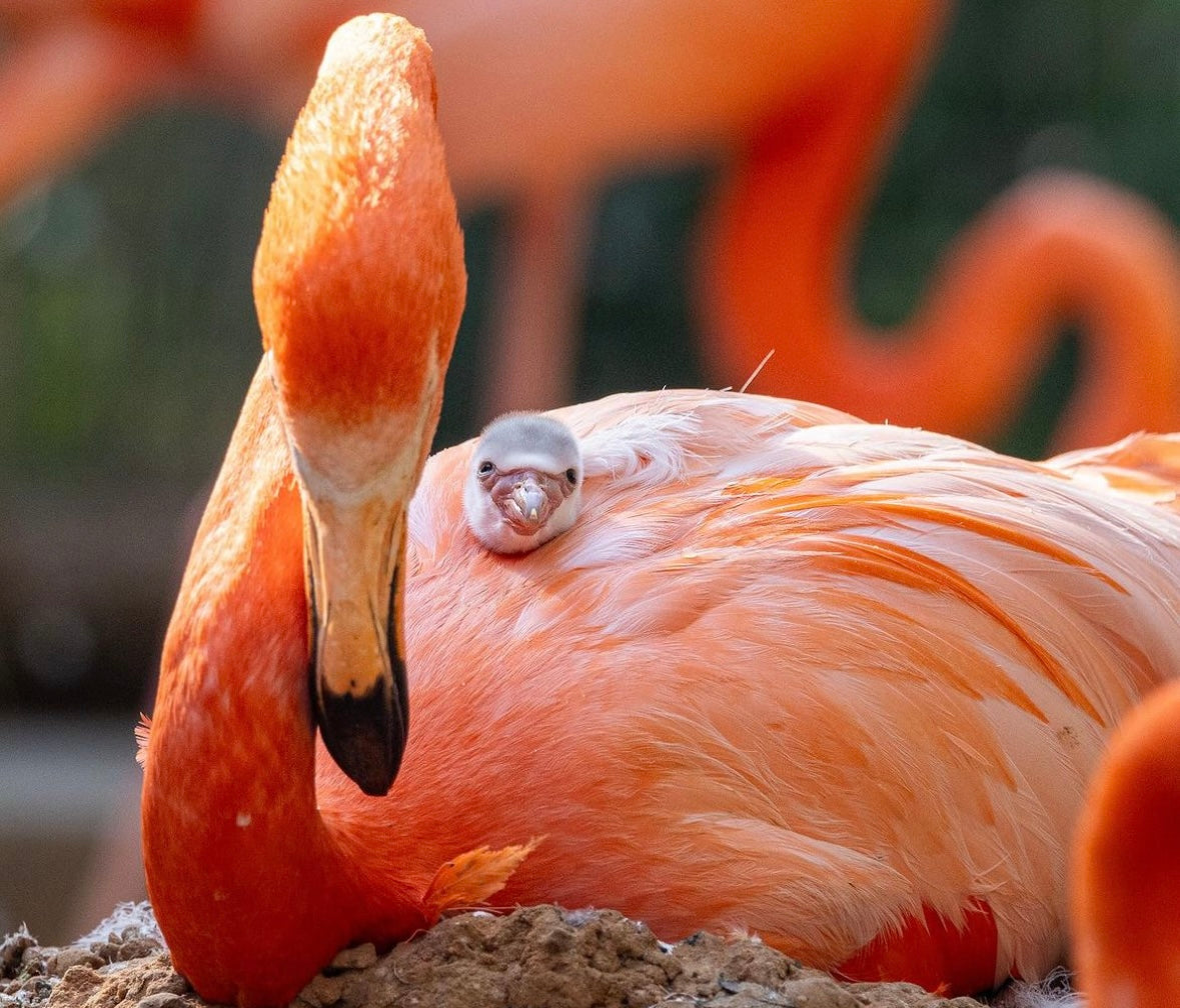 #FlamingoFact