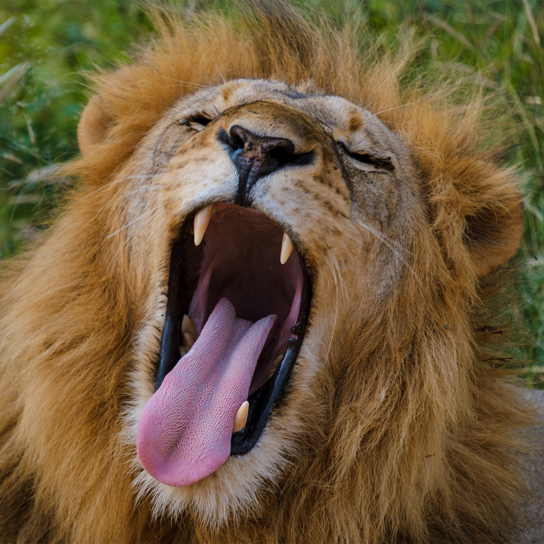 #TongueOutTuesday