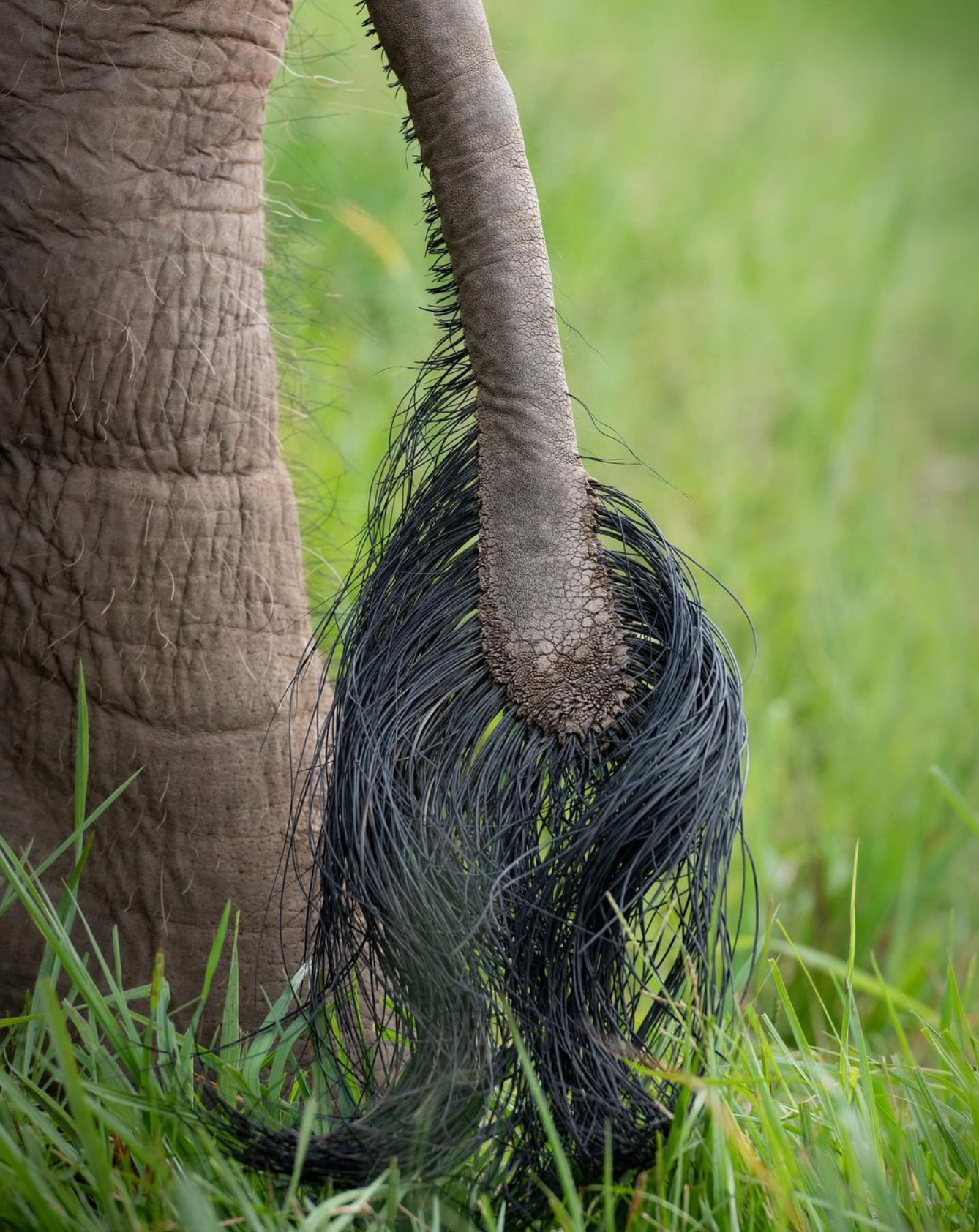 Elephant Fun Fact